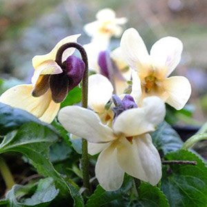 Виола (фиалка) душистая "Sulfurea"