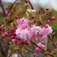 Вишня мелкопильчатая "Pink Perfection"