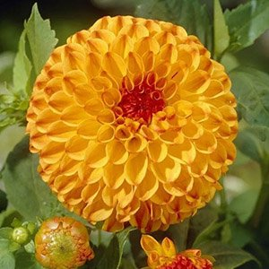 Георгина "Sunny Boy"