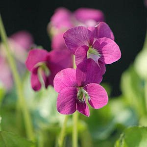 Виола (фиалка) сестринская "Rubra"