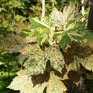 Клен ложноплатановый "Leopoldii"