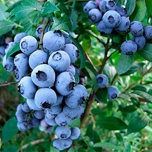 Голубика "Bluegold"