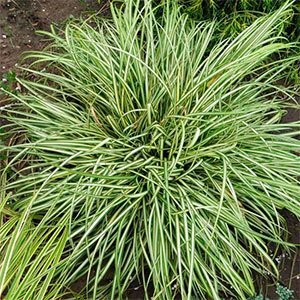 Осока птиценожковая "Variegata"