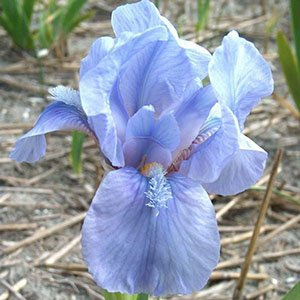 Ирис карликовый "Little Sapphire"