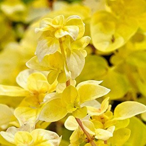 Душица обыкновенная "Gold"