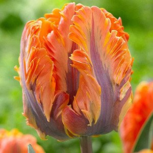 Тюльпан "Orange Rococo"