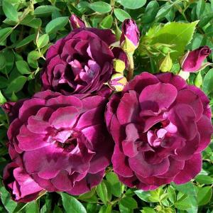 Роза "Burgundy Ice"
