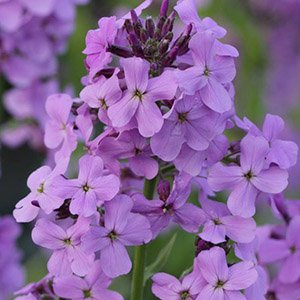 Вечерница Матроны "Violet"
