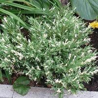 Можжевельник горизонтальный "Andorra Variegata"
