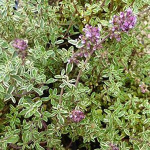 Тимьян обыкновенный "Silver Posie"