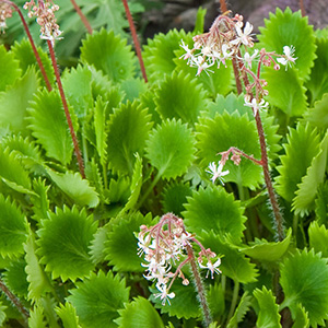 Камнеломка "Dentata"