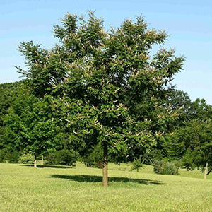 Кладрастис (маакия) амурская