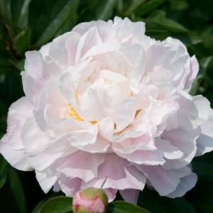 Пион молочноцветковый "Catharina Fontyn"