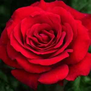 Роза "Crimson Grandiflora"