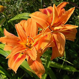 Лилейник "Apricot Beauty"