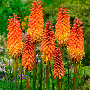 Книфофия (Книпхофия) гибридная "Alcazar"