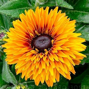 Рудбекия гибридная "Flamenco Bright Orange"