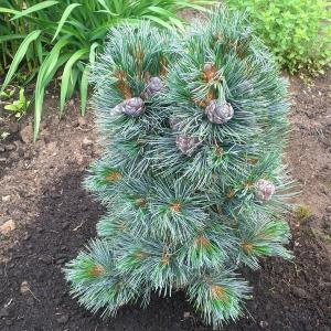 Кедр европейский "Glauca Compacta"