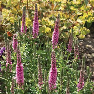 Вероника колосистая "Inspire Rose"