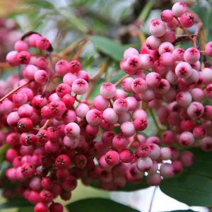 Рябина Арнольда "Coral Pink"