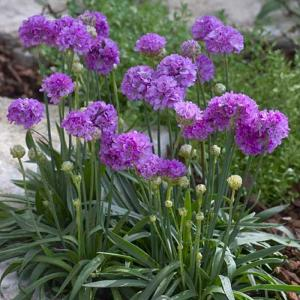 Армерия красивая "Ballerina Lilac"
