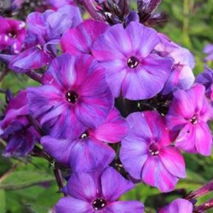 Флокс метельчатый "Autumn Joy"