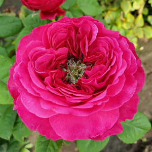 Роза "Princess Kishi"