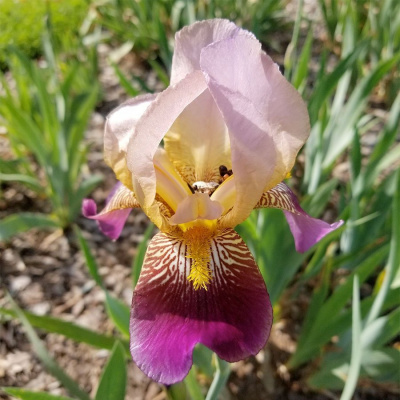 Ирис бородатый "Ambassadeur"