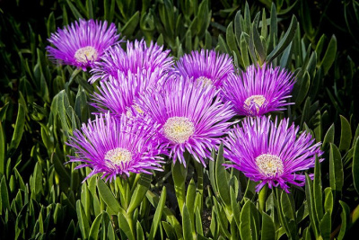 Делосперма купера "Suntropic Purple"