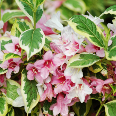 Вейгела "Variegata"