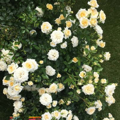 Роза "Honeymilk"