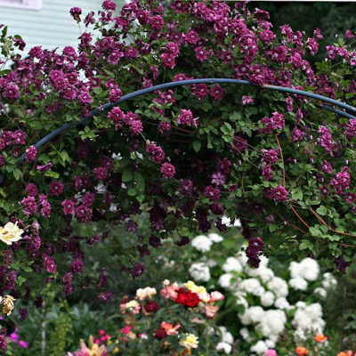 Клематис "Purpurea Plena Elegans"