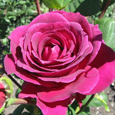 Роза "Big Purple"