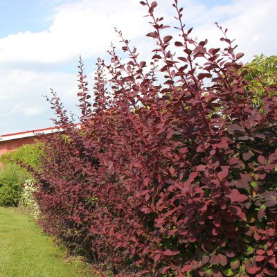 Барбарис тунберга "Atropurpurea"