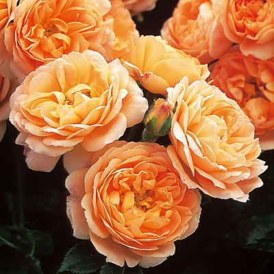 Роза "Coral Sweet Dream"