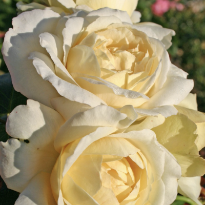 Роза "La Perla"