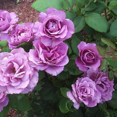 Роза "Ametista"