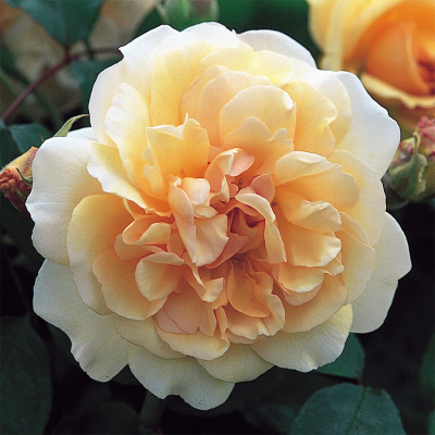 Роза "Buff Beauty"