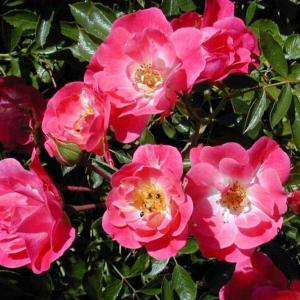 Роза "Fuchsia"
