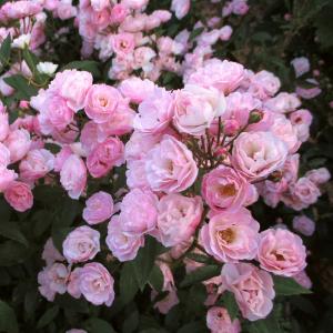 Роза "Heavenly Pink"