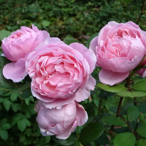 Роза "Brother Cadfael"