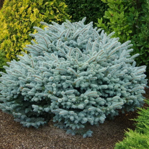 Ель колючая "Glauca Globosa"