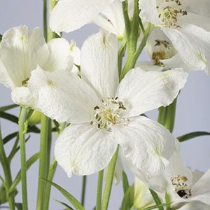 Дельфиниум "Ocean White"