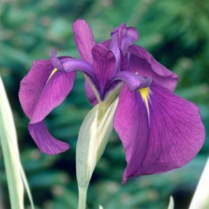 Ирис японский "Variegata"