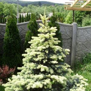 Ель колючая "Bialobok"