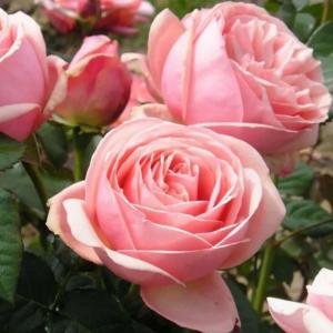 Роза "Aphrodite"