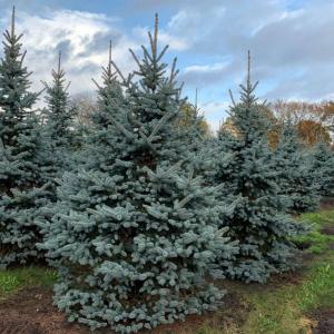 Ель колючая "Glauca" (голубая)