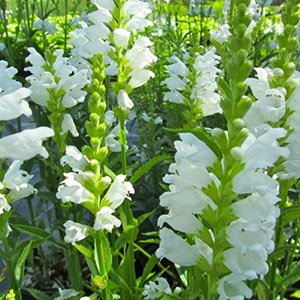 Физостегия виргинская "Crystal Peak White"