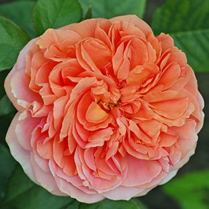 Роза "Chippendale"