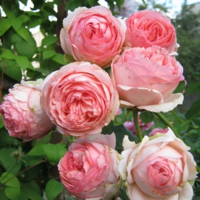 Роза "First Lady"